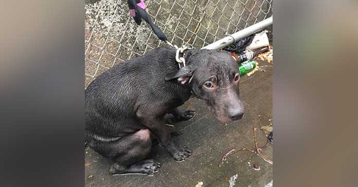 Officer Rescues Dog Abandoned in the Rain and Welcomes Him into a Loving Home