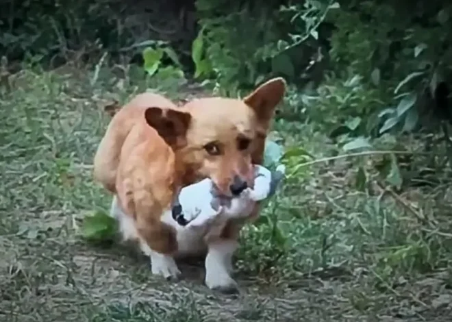 A Desperate Dog Carries Her Puppy in Her Mouth, Pleading with People to Help Them