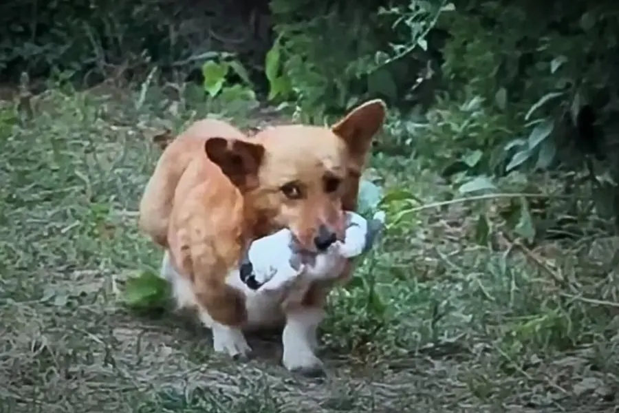 A Desperate Dog Carries Her Puppy in Her Mouth, Pleading with People to Help Them