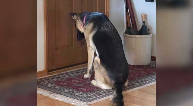 Loyal Dog Waits Patiently by the Door for Her Owner to Come Back from the Hospital