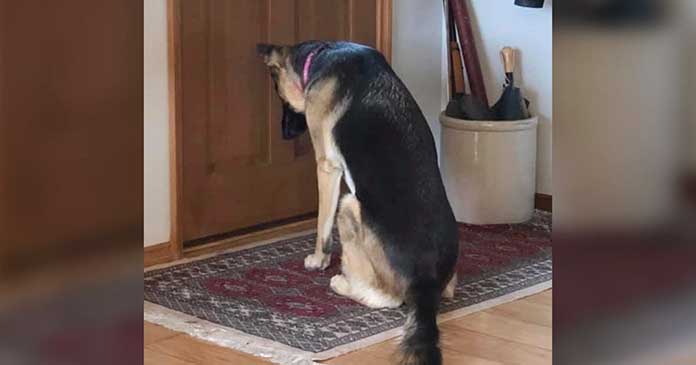 Loyal Dog Waits Patiently by the Door for Her Owner to Come Back from the Hospital