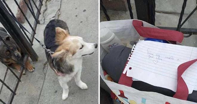 Man Returns from Work to Find a Dog with a Note Tied to His Fence