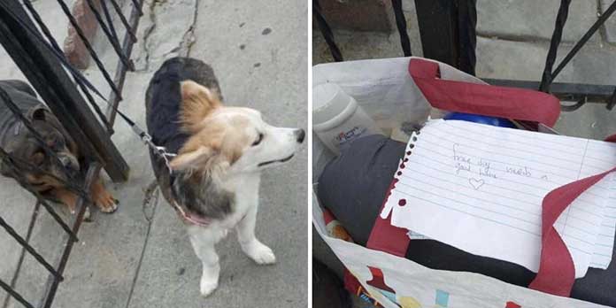 Man Returns from Work to Find a Dog with a Note Tied to His Fence