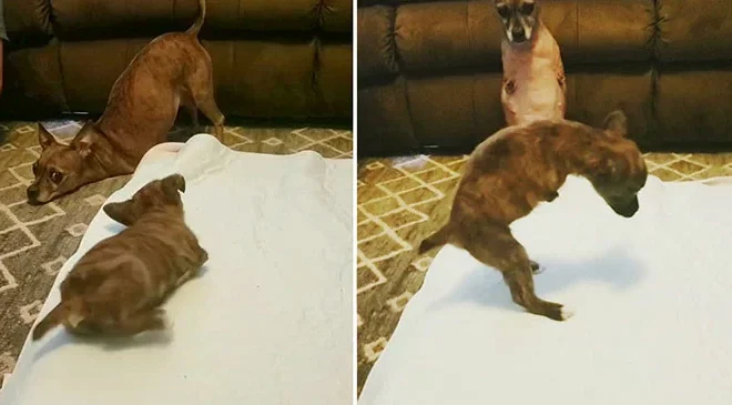 A Dog Missing Its Front Legs Teaches a Puppy with a Similar Disability How to Walk