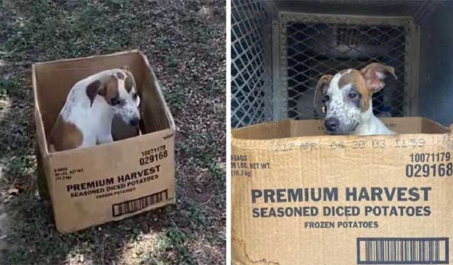 A Devoted Dog Stays By Her Cardboard Box, Unwilling to Leave the Spot Where Her Owner Abandoned Her