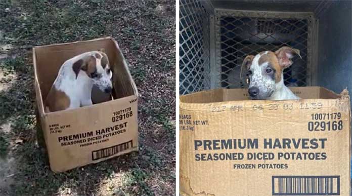 A Devoted Dog Stays By Her Cardboard Box, Unwilling to Leave the Spot Where Her Owner Abandoned Her