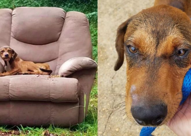 Puppy Remained in Shabby Recliner, Confident His Owner Would Return