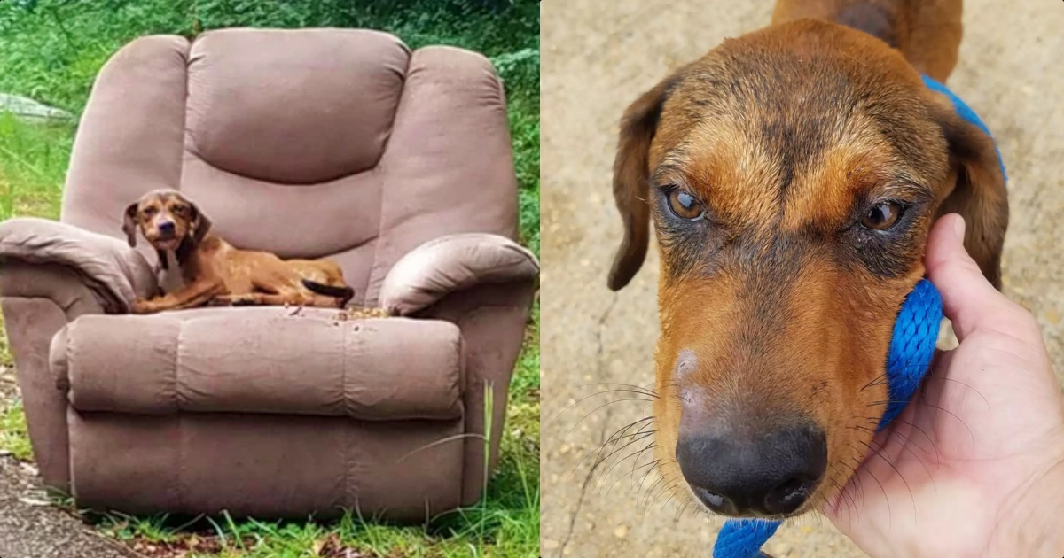 Puppy Remained in Shabby Recliner, Confident His Owner Would Return