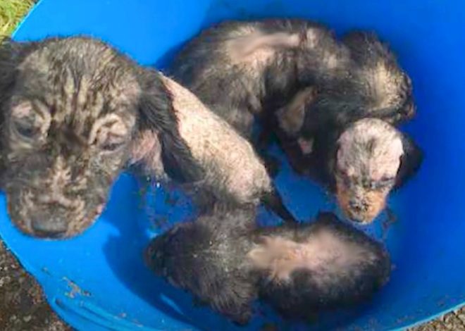 Man Discovers a Bucket Filled with Abandoned Hairless Puppies in His Yard