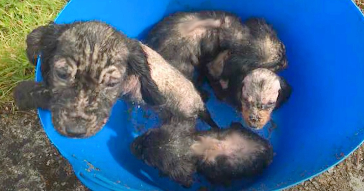 Man Discovers a Bucket Filled with Abandoned Hairless Puppies in His Yard