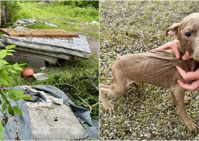 Six-Week-Old Puppies Left on a Dirty Mattress Turned Out to Be Older Than Rescuers Initially Thought