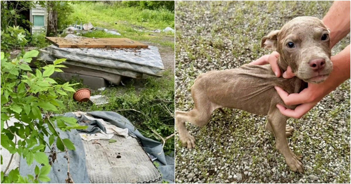 Six-Week-Old Puppies Left on a Dirty Mattress Turned Out to Be Older Than Rescuers Initially Thought