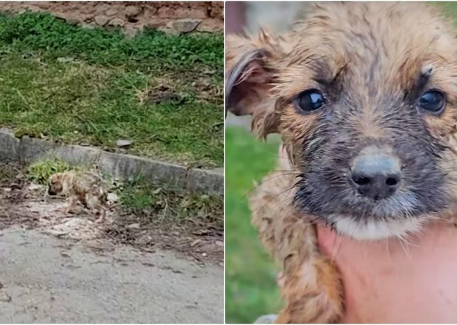 A man drove in circles searching for a puppy that had the same color as the road on which she wandered