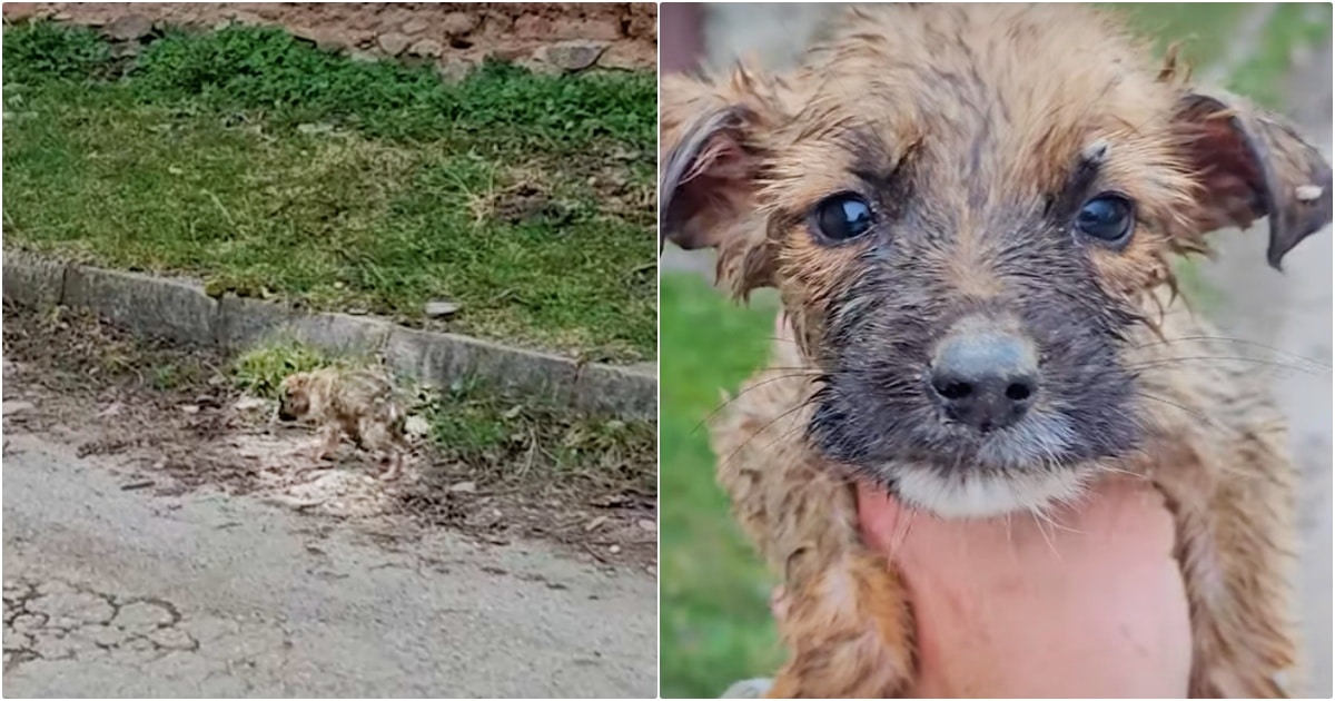 A man drove in circles searching for a puppy that had the same color as the road on which she wandered