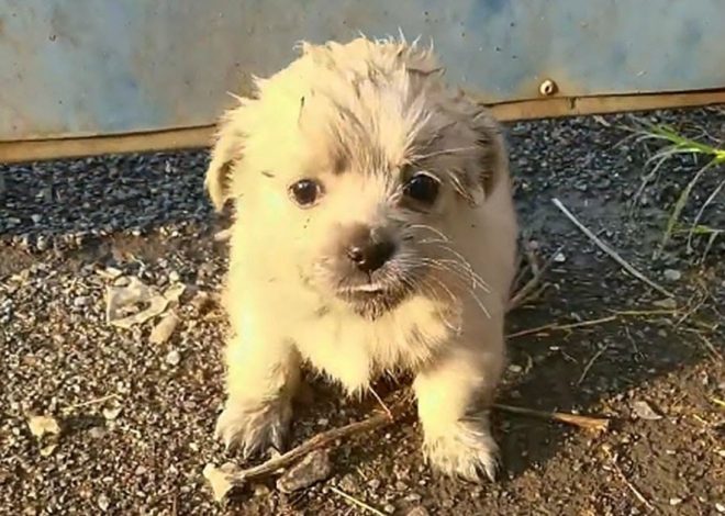 An Underfed Puppy Needed Help But Refused to Leave ‘Her Special Someone’