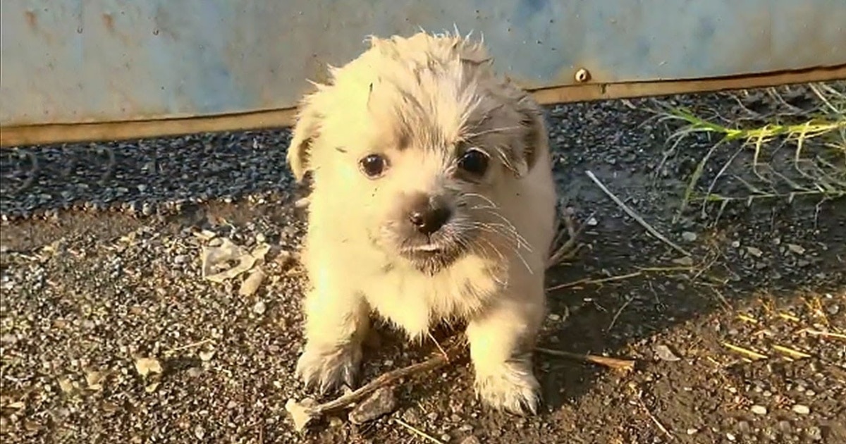 An Underfed Puppy Needed Help But Refused to Leave ‘Her Special Someone’