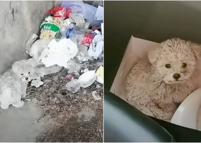 Man Discovers Dirty Puppy Nibbling on Trash and Takes Him for a Makeover