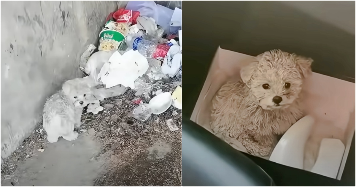 Man Discovers Dirty Puppy Nibbling on Trash and Takes Him for a Makeover