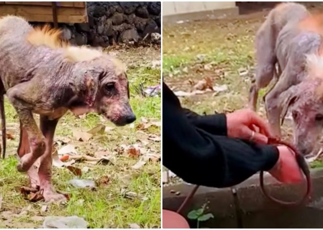 The Challenging Rescue of a Naked Puppy Leads to a Stunning Transformation