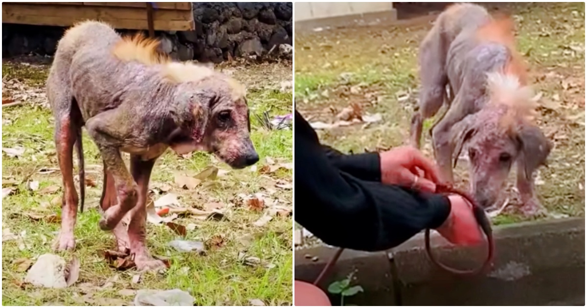 The Challenging Rescue of a Naked Puppy Leads to a Stunning Transformation