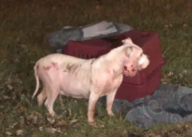 In Willoughby, an injured and abandoned dog was discovered