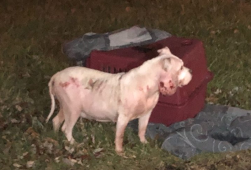 In Willoughby, an injured and abandoned dog was discovered