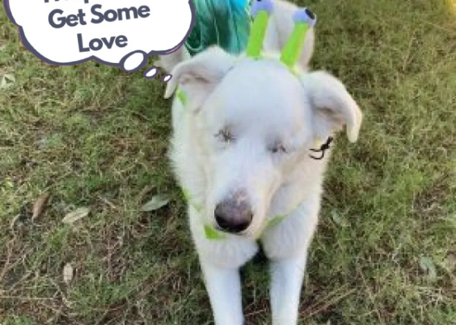 This blind dog has the ability to sense when it is approaching the park