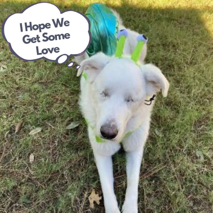 This blind dog has the ability to sense when it is approaching the park