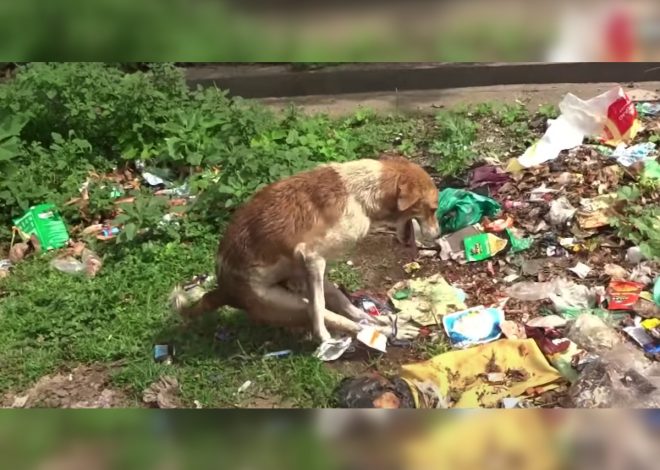 ‘Paralyzed’ Dog Discovered Amongst The Trash With His Back Legs Bound Together