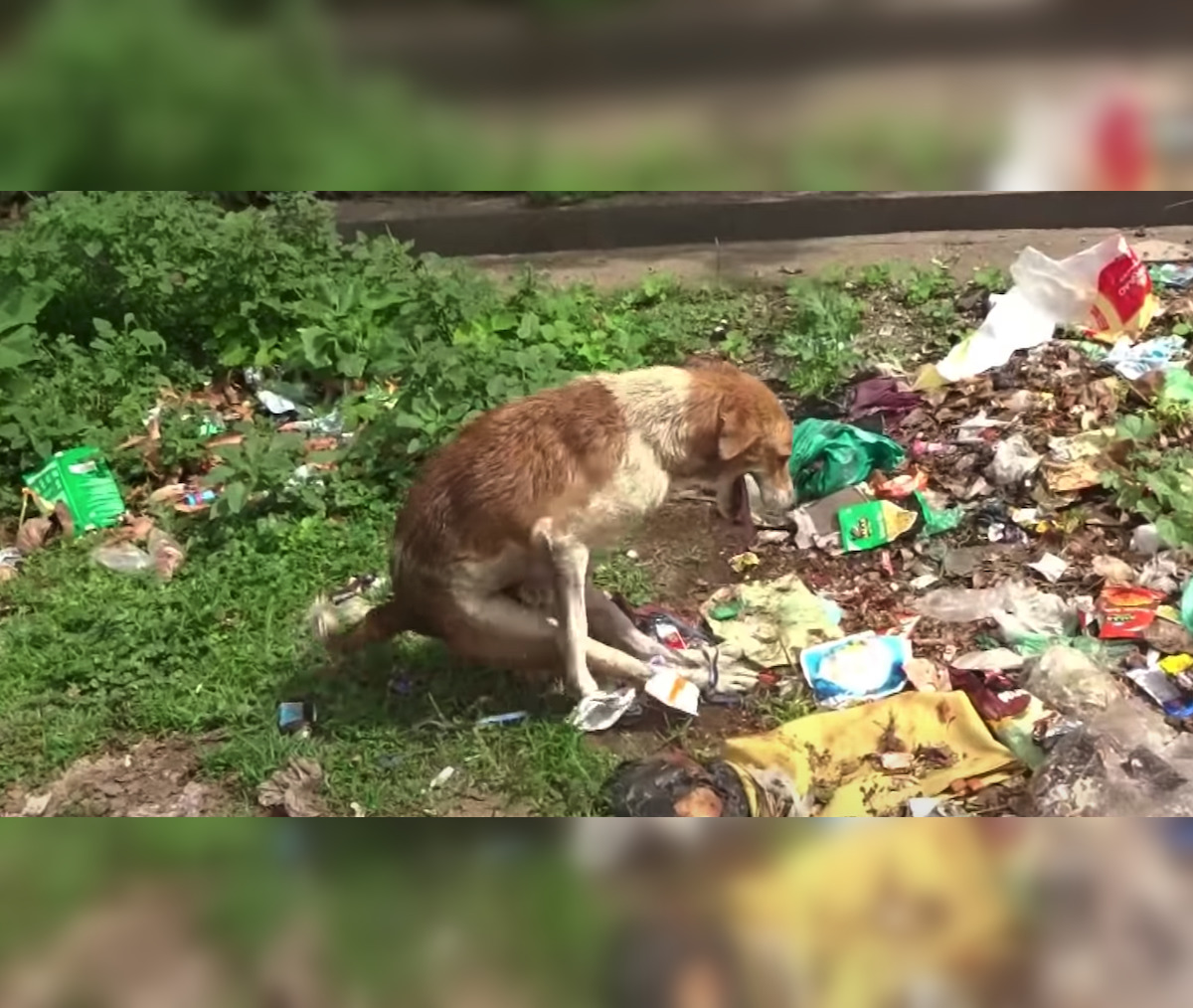 ‘Paralyzed’ Dog Discovered Amongst The Trash With His Back Legs Bound Together