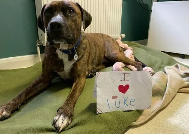 Puppy Finds a New Home After 200 Days Following Being Abandoned at His Adoption Party