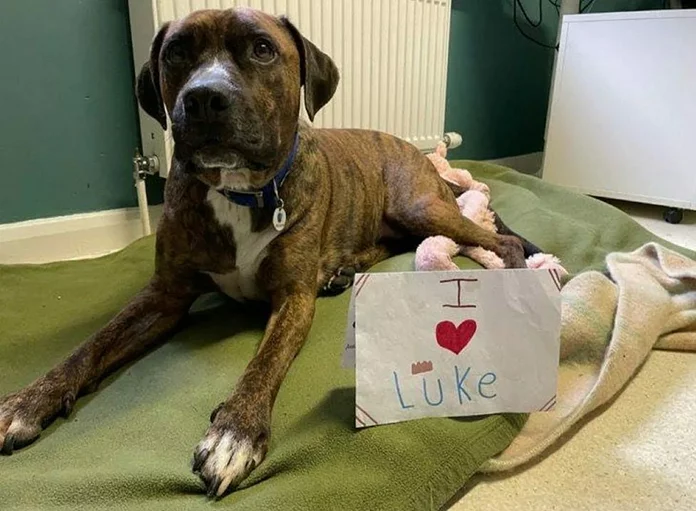 Puppy Finds a New Home After 200 Days Following Being Abandoned at His Adoption Party