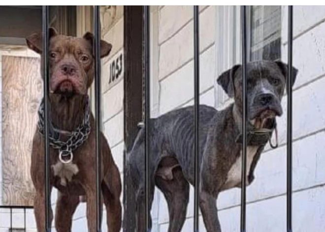 Heartwarming Rescue Story: Two Malnourished Dogs Left on Porch Plead for Help