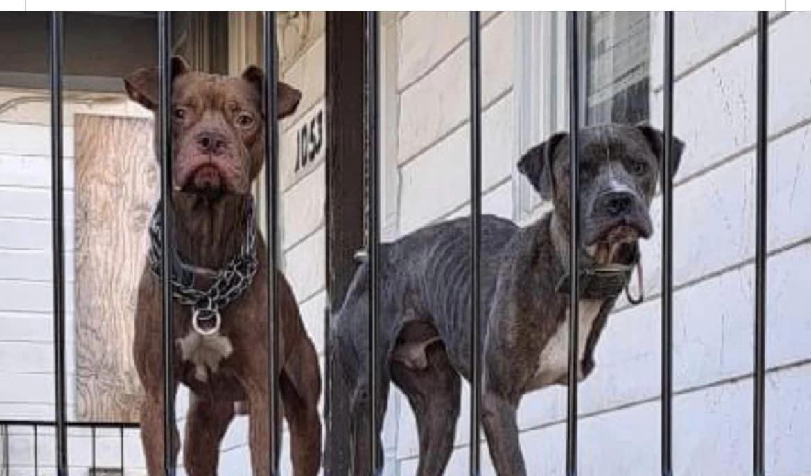 Heartwarming Rescue Story: Two Malnourished Dogs Left on Porch Plead for Help