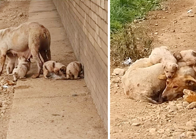 She faced relentless hardship, working tirelessly to provide for her puppies’ survival, until she reached a point where she could no longer bear the burden.