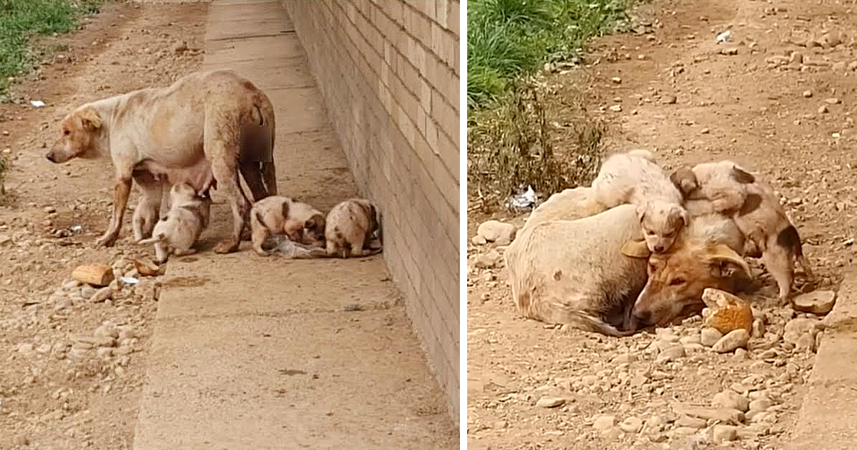 She faced relentless hardship, working tirelessly to provide for her puppies’ survival, until she reached a point where she could no longer bear the burden.