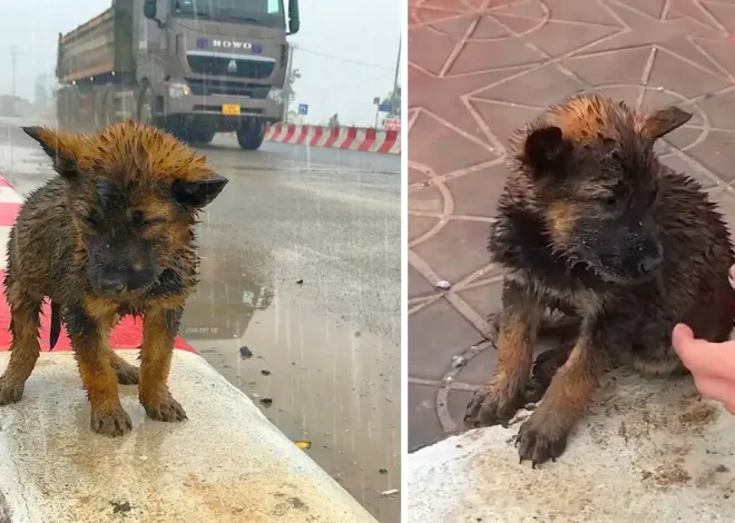 A forlorn puppy, left alone on the highway, suffers through the unyielding, freezing rain, its desperate cries for help painting a heartrending picture of abandonment and vulnerability