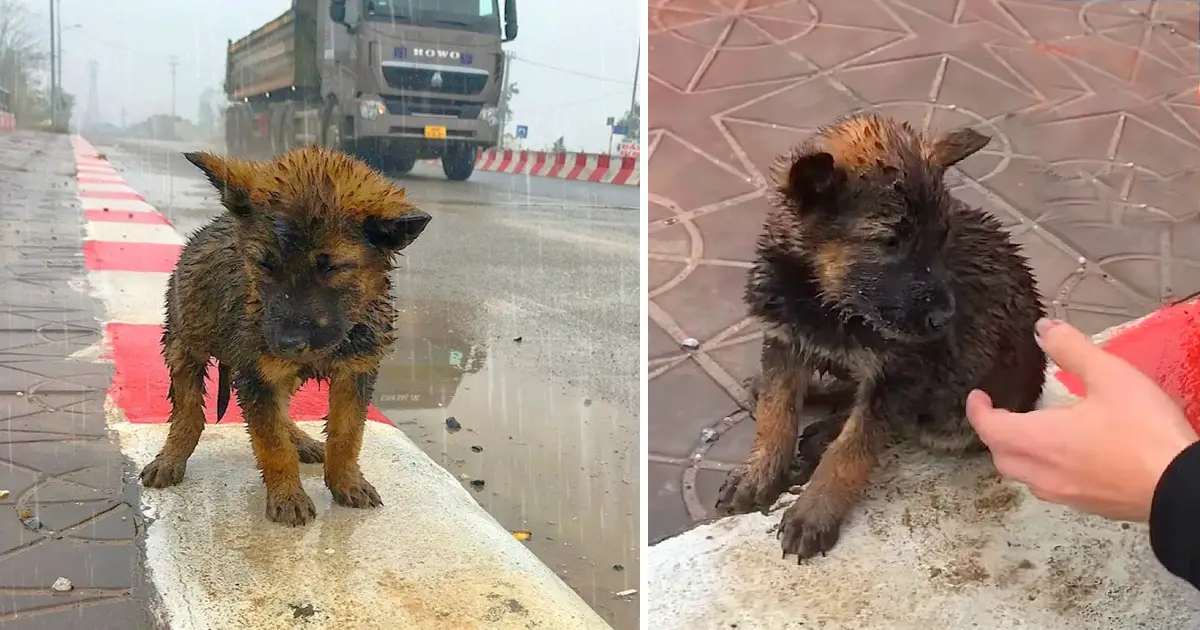 A forlorn puppy, left alone on the highway, suffers through the unyielding, freezing rain, its desperate cries for help painting a heartrending picture of abandonment and vulnerability