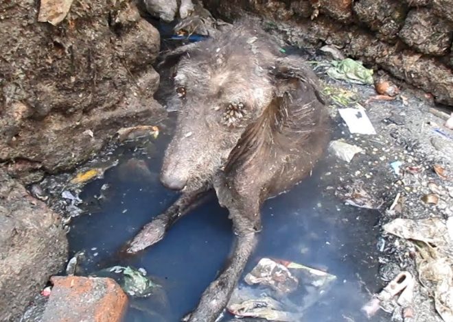 Heartwarming Rescue: Saving an Abandoned Dog from Sewage and Giving It a Second Chance at Life!