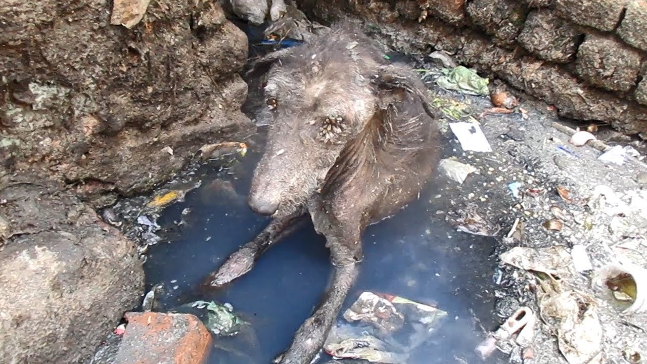 Heartwarming Rescue: Saving an Abandoned Dog from Sewage and Giving It a Second Chance at Life!