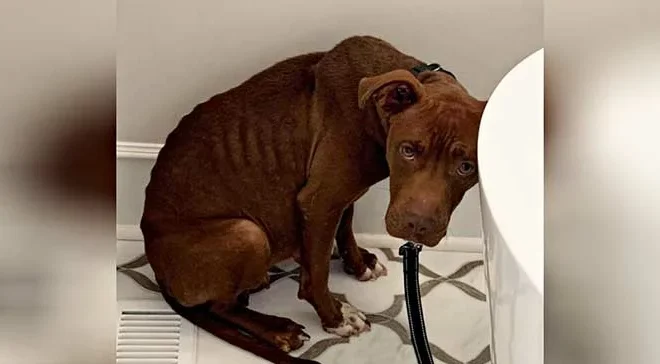 Shelter Dog Facing Euthanasia Trembles with Fear and is Paralyzed by Terror