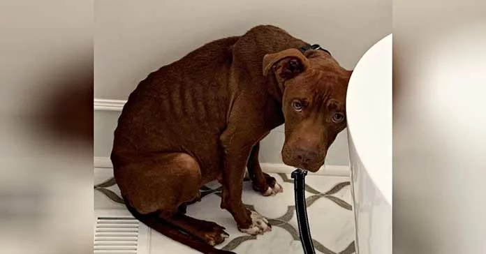 Shelter Dog Facing Euthanasia Trembles with Fear and is Paralyzed by Terror