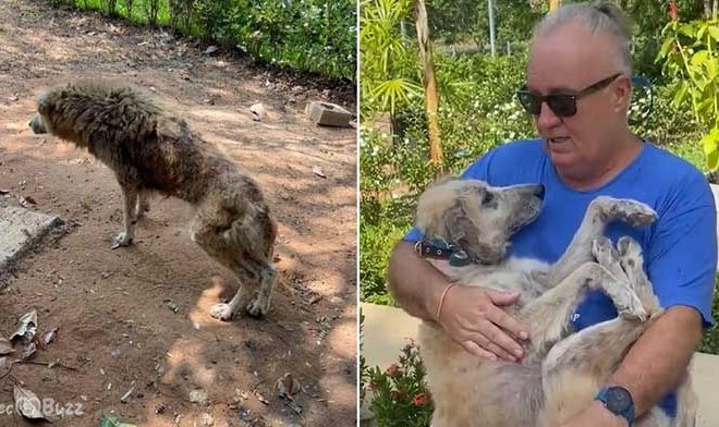 Old Stray Dog Brings Dad to Tears When Asked ‘What Does She Mean to You?’