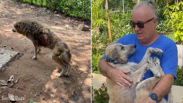 Old Stray Dog Brings Dad to Tears When Asked ‘What Does She Mean to You?’