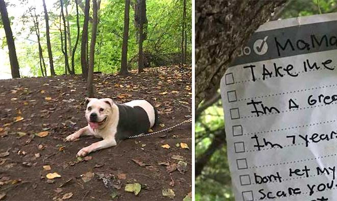 Heartwarming Discovery by Dog Walker: A Pit Bull Tied to a Tree with a Touching Note Describing Its Gentle Nature