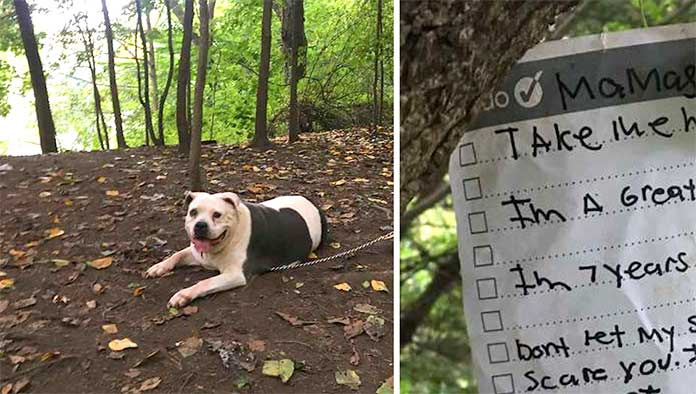 Heartwarming Discovery by Dog Walker: A Pit Bull Tied to a Tree with a Touching Note Describing Its Gentle Nature