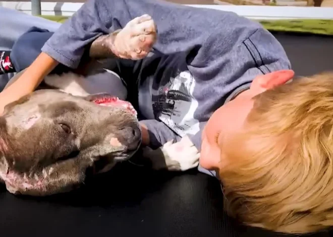 A boy can’t resist hugging a pit bull that was rescued from dogfighting, and the scene quickly turns into a heartwarming moment