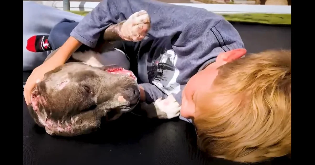 A boy can’t resist hugging a pit bull that was rescued from dogfighting, and the scene quickly turns into a heartwarming moment