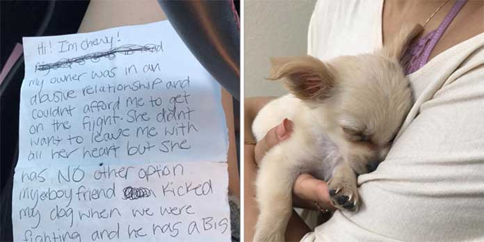 A Heartbroken Dog Abandoned at Airport, Accompanied by a Sorrowful Note from Its Former Owner