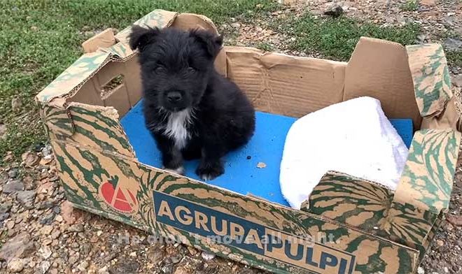 Puppy Discovers Joy and a Fresh Start After Being Abandoned in a Box at a Shelter